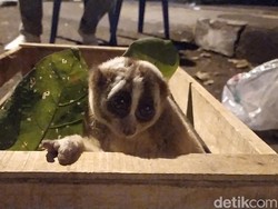 Warga Cianjur Temukan Seekor Kukang di Halaman Rumah