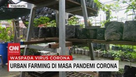 VIDEO: Urban Farming di Masa Pandemi Corona