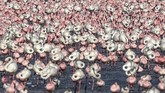 Nyalang Edisi 23 Mei 2020 Flocks of flamingos stand in a pond in Navi Mumbai on May 14, 2020. (Photo by Punit PARANJPE / AFP)