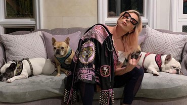Penuntun Anjing Lady Gaga Ditembak, 2 Bulldog Prancis Dicuri