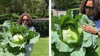 Keren! Oprah Winfrey Panen Kubis Jumbo di Kebun Miliknya