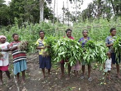 Papua Rawan Kelaparan Saat Pandemi Corona, Warga Berkebun Massal