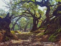 Hutan yang Terlihat Seram nan Keren, Namanya Fatumnasi