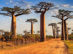 Madagaskar Buka Pintu Buat Wisatawan, tapi Cuma Separuh