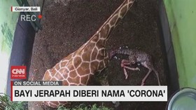 VIDEO: Bayi Jerapah Diberi Nama 'Corona'