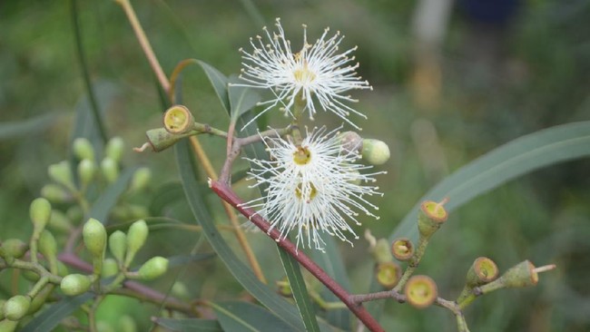 Potensi Tanaman Eucalyptus sebagai antivirus korona*

Kementerian Pertanian (Kementan)
