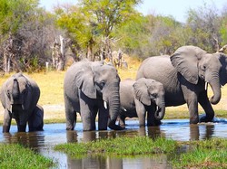 Hari Gajah Internasional, Berikut Negara dengan Daya Tarik Wisata Hewan Itu