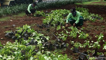 CARA MERAWAT TANAMAN HIAS BUNGA MELATI