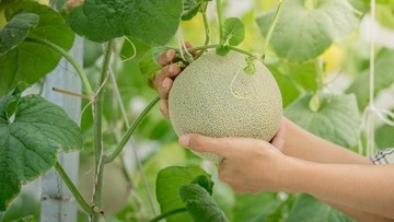 LIKA-LIKU MENJADI PETANI AGROWISATA MELON