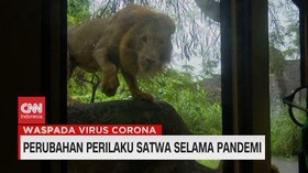 VIDEO: Perubahan Perilaku Satwa Selama Pandemi