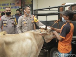 Kawanan Pencuri Sapi di Batang Dibekuk Gegara Truknya Selip di Hutan