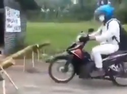 Unik! Warga Magetan Usir Pendatang dengan Meriam Bambu