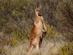 Simbol Negara dan Dicintai, Jutaan Kanguru Australia Boleh Diburu