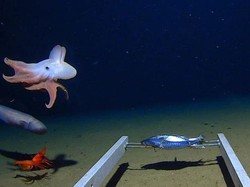 5 Palung Laut Terdalam di Indonesia, Salah Satunya Berada di Jawa