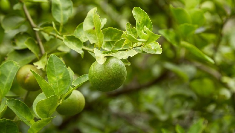 berkebun di rumah