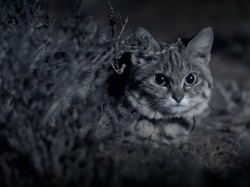 Terinspirasi Kucing, Peneliti Kembangkan Mata Robot yang Bisa Melihat Dalam Gelap