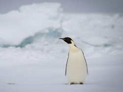Penguin Antartika yang Berenang hingga Australia Kini Telah Pulih