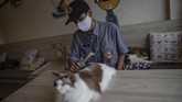 Sunyi Kafe Kucing di Tengah Pandemi Karyawan melakukan perawatan terhadap kucing peliharaan Kopi Cat Cafe Kemang, Jakarta, Sabtu, 30 Mei 2020. Menanggapi rencana dicabutnya status PSBB pada 5 Juni mendatang, Kopi Cat Cafe menyiapkan sejumlah protokol kesehatan seperti membatasi jumlah pengunjung dan menyediakan hand sanitizer sebagai cara mencegah penyebaran virus Covid-19. CNN Indonesia/Bisma Septalisma