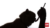 Sunyi Kafe Kucing di Tengah Pandemi Karyawan melakukan perawatan terhadap kucing peliharaan Kopi Cat Cafe Kemang, Jakarta, Sabtu, 30 Mei 2020. Menanggapi rencana dicabutnya status PSBB pada 5 Juni mendatang, Kopi Cat Cafe menyiapkan sejumlah protokol kesehatan seperti membatasi jumlah pengunjung dan menyediakan hand sanitizer sebagai cara mencegah penyebaran virus Covid-19. CNN Indonesia/Bisma Septalisma
