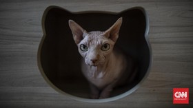FOTO: Kafe Kucing Bersolek Menyambut New Normal
