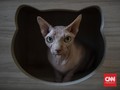 Fosil Kucing Berusia 1000 Tahun Ditemukan di Kazakhstan