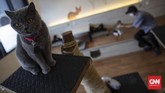 Sunyi Kafe Kucing di Tengah Pandemi Karyawan melakukan perawatan terhadap kucing peliharaan Kopi Cat Cafe Kemang, Jakarta, Sabtu, 30 Mei 2020. Menanggapi rencana dicabutnya status PSBB pada 5 Juni mendatang, Kopi Cat Cafe menyiapkan sejumlah protokol kesehatan seperti membatasi jumlah pengunjung dan menyediakan hand sanitizer sebagai cara mencegah penyebaran virus Covid-19. CNN Indonesia/Bisma Septalisma