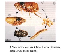 Balita Tsamara Diduga Bukan Digigit Kutu Kucing tapi Pinjal, Apa Bedanya?