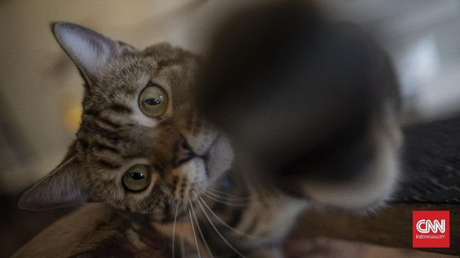 Tren kafe kucing kembali merebak, termasuk kafe kucing di Gaza. Di kafe ini, orang bisa membayar untuk minum kopi dan bermain dengan kucing sepuasnya.