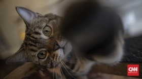 Ramai-ramai Healing di Kafe Kucing di Gaza