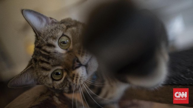 Tren kafe kucing kembali merebak, termasuk kafe kucing di Gaza. Di kafe ini, orang bisa membayar untuk minum kopi dan bermain dengan kucing sepuasnya.