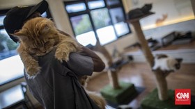 Kucing Ditembaki Warga dengan Senapan Angin di Pulogadung