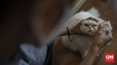Sunyi Kafe Kucing di Tengah Pandemi Karyawan melakukan perawatan terhadap kucing peliharaan Kopi Cat Cafe Kemang, Jakarta, Sabtu, 30 Mei 2020. Menanggapi rencana dicabutnya status PSBB pada 5 Juni mendatang, Kopi Cat Cafe menyiapkan sejumlah protokol kesehatan seperti membatasi jumlah pengunjung, mewajibkan menggunakan masker, menyediakan hand sanitizer, dan membersihkan kucing setiap satu jam sekali sebagai cara mencegah penyebaran virus Covid-19. CNN Indonesia/Bisma Septalisma