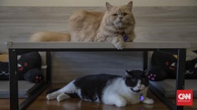 Peneliti Ungkap Kemampuan Mengejutkan Kucing dalam Mencari Lokasi