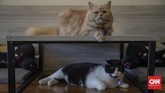 Sunyi Kafe Kucing di Tengah Pandemi Suasana di Kopi Cat Cafe Kemang, Jakarta, Sabtu, 30 Mei 2020. Menanggapi rencana dicabutnya status PSBB pada 5 Juni mendatang, Kopi Cat Cafe menyiapkan sejumlah protokol kesehatan seperti membatasi jumlah pengunjung, mewajibkan menggunakan masker, menyediakan hand sanitizer, dan membersihkan kucing setiap satu jam sekali sebagai cara mencegah penyebaran virus Covid-19. CNN Indonesia/Bisma Septalisma