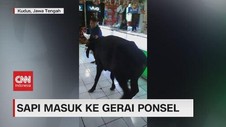 VIDEO: Sapi Masuk ke Gerai Ponsel Kejutkan Warga