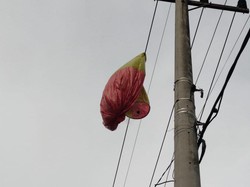 Balon Udara di Trenggalek Nyangkut Kabel Listrik dan Timpa Rumah Warga