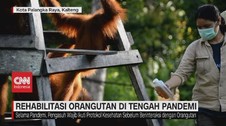 VIDEO: Rehabilitasi Orang Utan di Tengah Pandemi