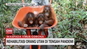 VIDEO: Rehabilitasi Orangutan di Tengah Pandemi