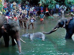 Kasihan, Gajah Hamil Ini Mati Setelah Diberi Nanas Berisi Petasan