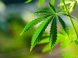 Studi Temukan Ganja Bisa Cegah Peradangan Paru Parah pada Pasien Corona