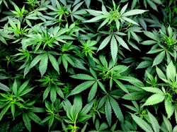 Kenalkan Ini Curaleaf, Perusahaan Ganja Terbesar di Dunia