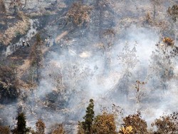 Studi: Indonesia Berhasil Tekan Deforestasi, Tapi Masih Tiga Besar Dunia