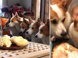 Gemas! Intip Reaksi 8 Anjing Corgi Saat Cicip Durian Pertama Kali