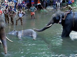 Kasihan! Menyantap Buah Isi Petasan, Gajah Hamil di India Mati