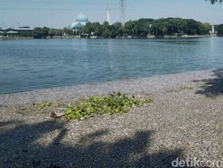Diduga Anomali Cuaca, Ribuan Ikan di Waduk SIER Surabaya Mati