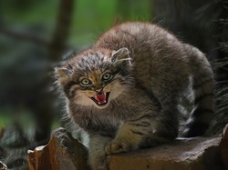 Mengenal Pallas Cat, Kucing Hutan Berbulus Halus yang Sulit Ditangkap