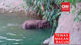 VIDEO: Gajah Betina Tewas Makan Nanas Berisi Petasan