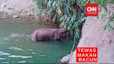 VIDEO: Gajah Betina Tewas Makan Nanas Berisi Petasan