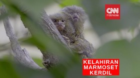 VIDEO: Marmoset Kerdil Baru Lahir di Tengah Pandemi