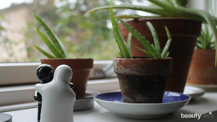 Usir Stres dengan Tanam Lidah Buaya dalam Ruangan